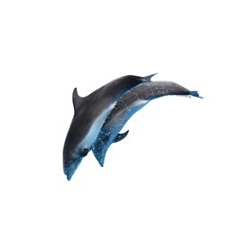 Image of  Beautiful grey bottlenose dolphins on white background