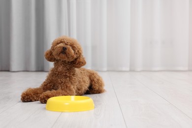 Cute Maltipoo dog near feeding bowl indoors, space for text. Lovely pet