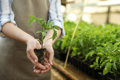 Photo of Woman with tomato seedling in greenhouse, closeup