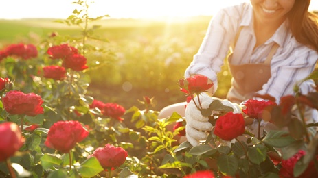 Photo of Woman taking care of blooming roses outdoors, closeup