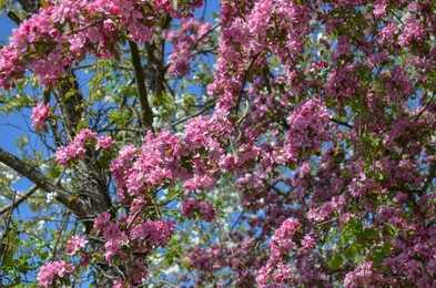 Photo of Closeup view of tree with beautiful pink blossoms outdoors