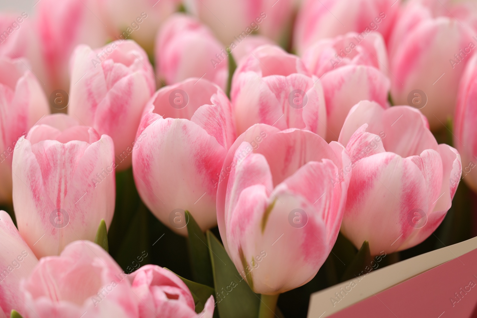 Photo of Beautiful bouquet of fresh pink tulips, closeup