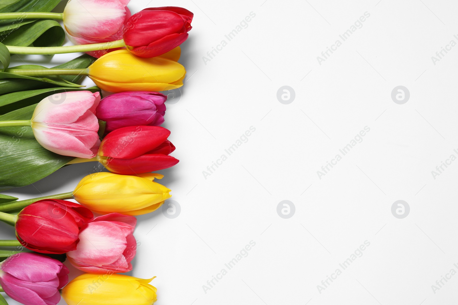 Photo of Beautiful colorful tulips on white background, top view. Space for text