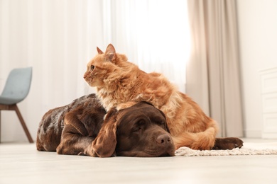 Photo of Cat and dog together on floor indoors. Fluffy friends