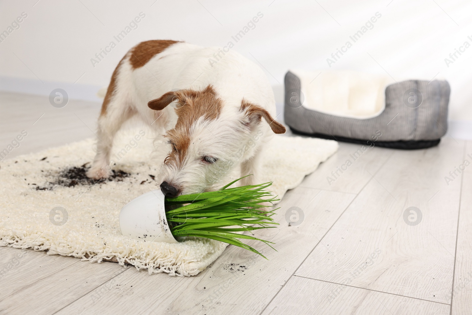 Photo of Cute dog near overturned houseplant on rug indoors