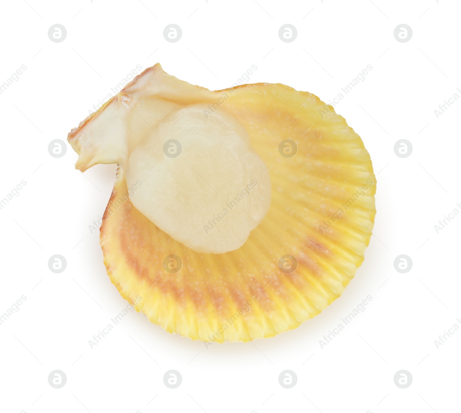 Photo of Fresh raw scallop in shell isolated on white, top view