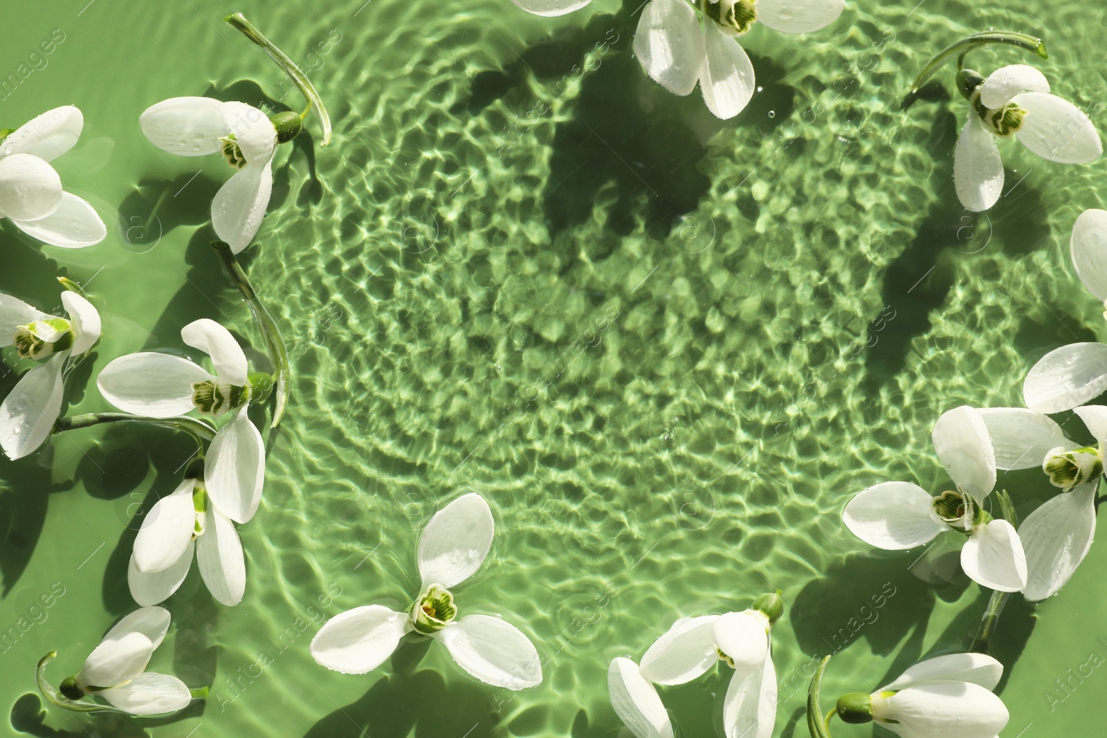 Photo of Beautiful flowers in water on green background, top view. Space for text