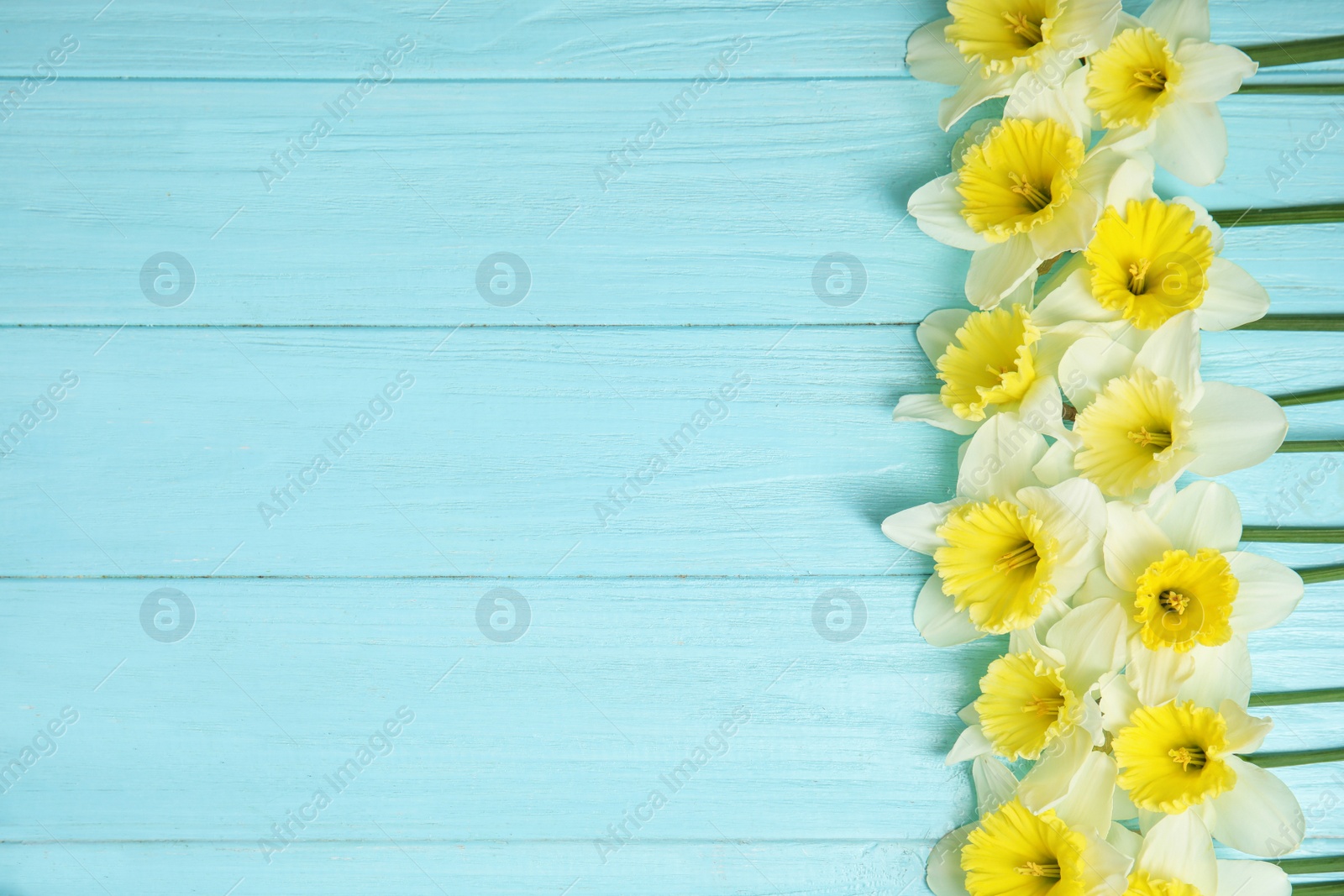 Photo of Flat lay composition with daffodils and space for text on wooden background. Fresh spring flowers