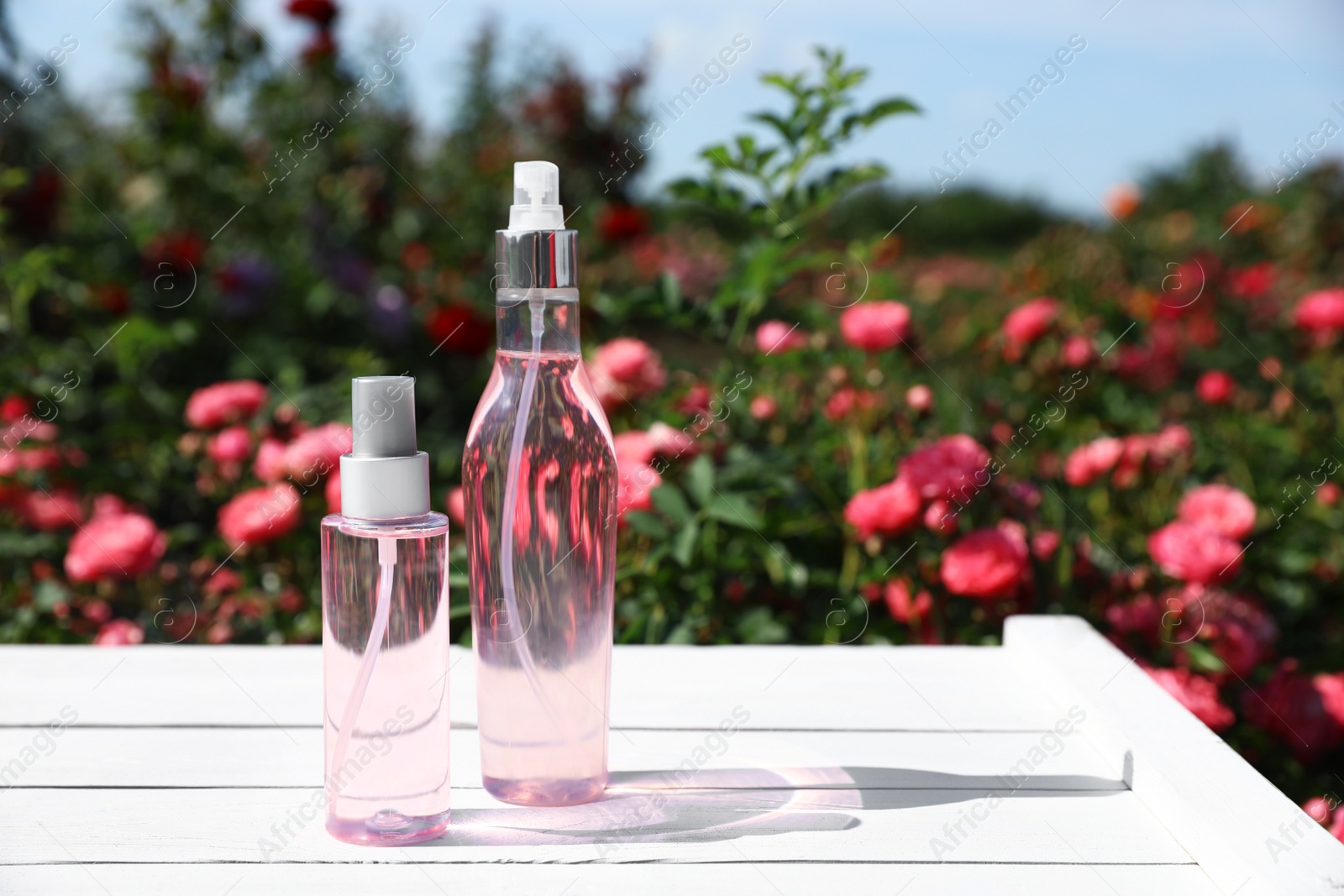 Photo of Bottles of facial toner with essential oil and blurred rose bushes on background. Space for text