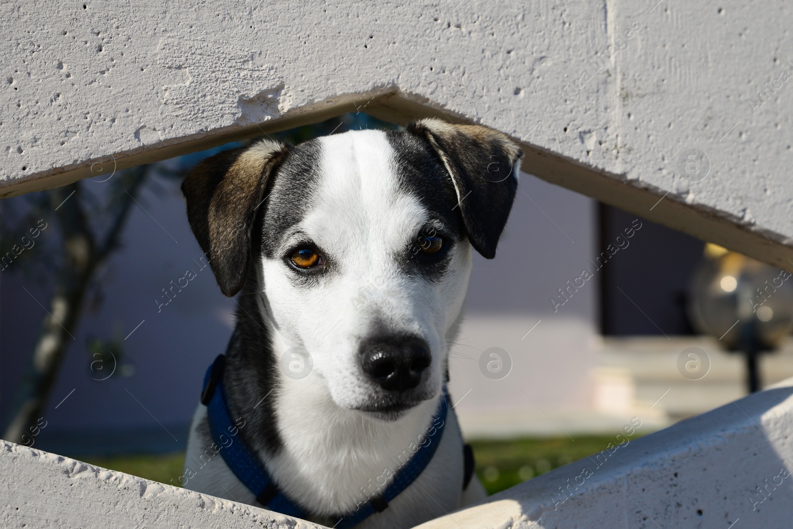 Photo of Adorable dog peeking out of hole in concrete fence outdoors