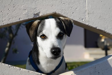 Adorable dog peeking out of hole in concrete fence outdoors