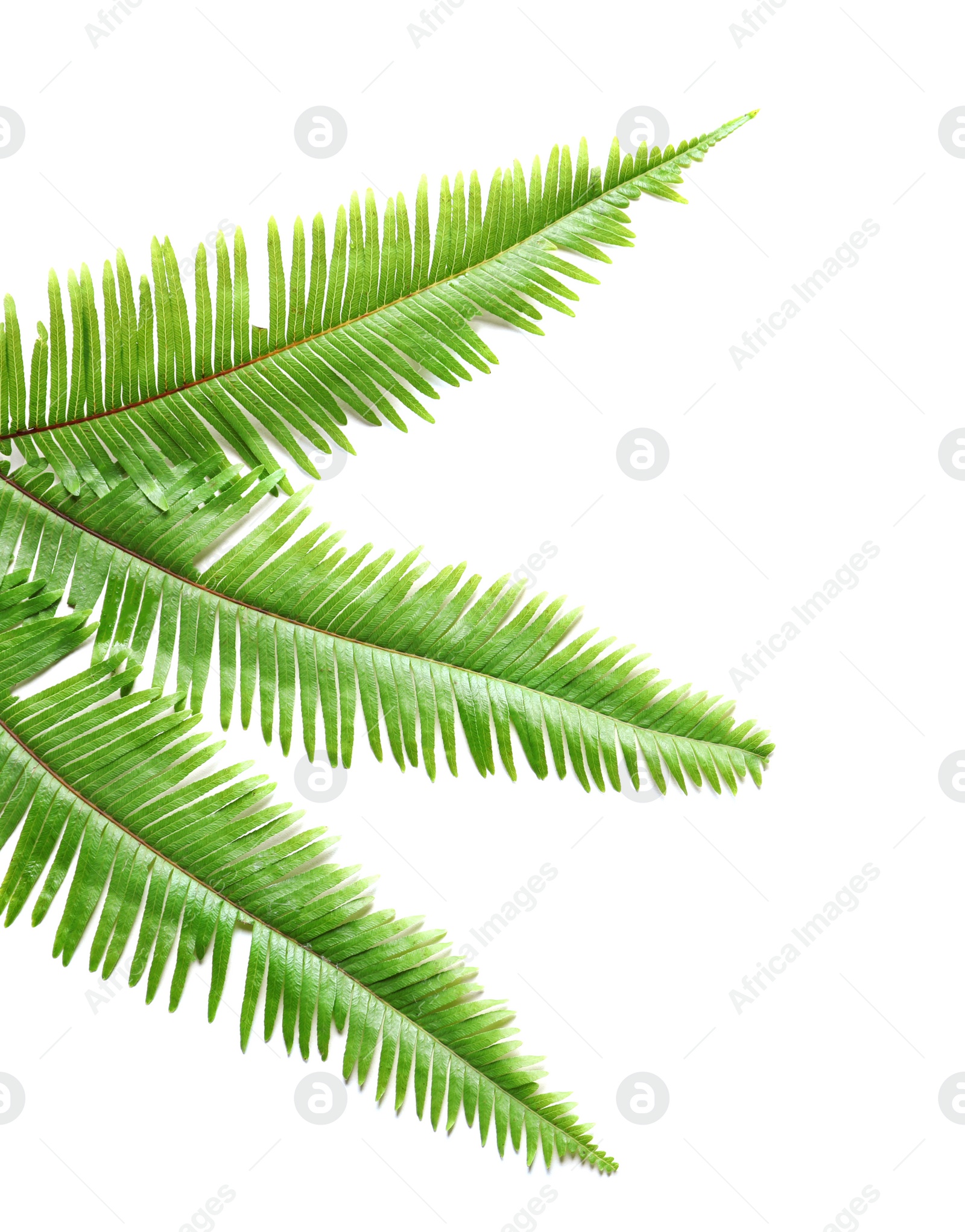 Photo of Tropical Fern leaves on white background