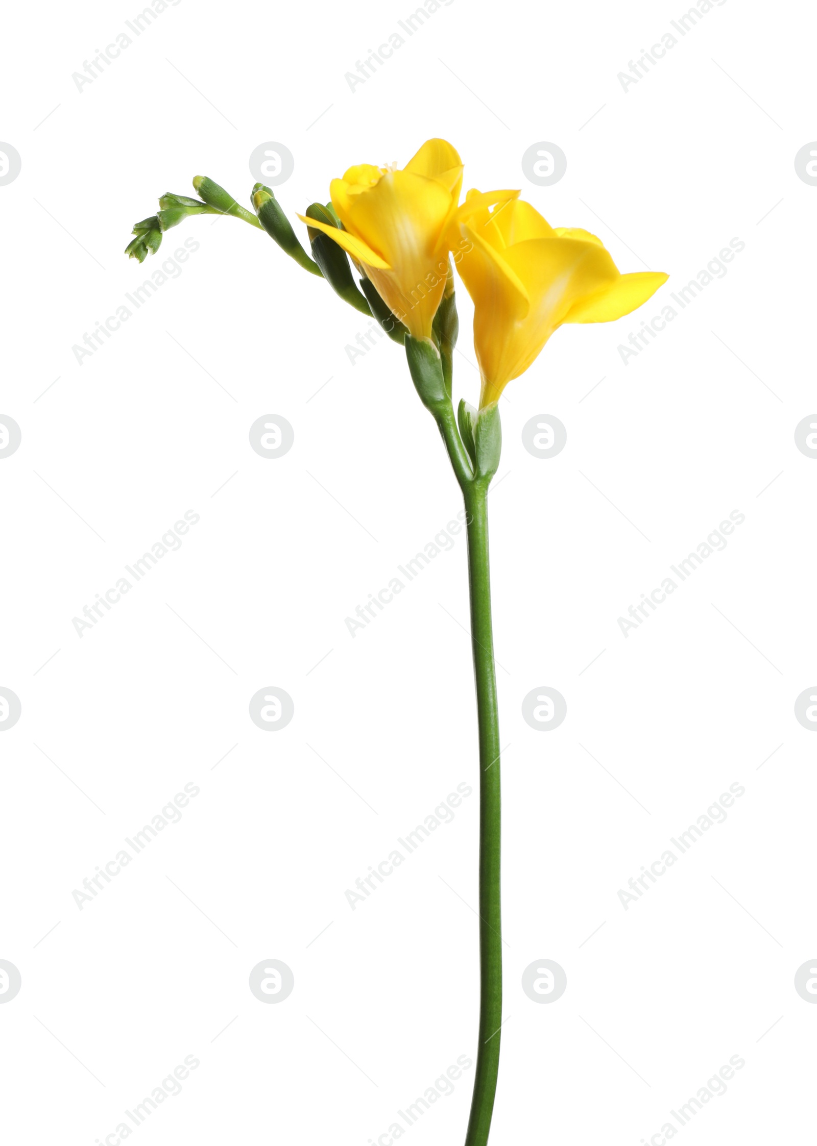 Photo of Beautiful yellow freesia flower isolated on white