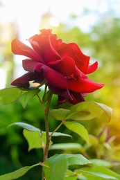 Beautiful red rose flower blooming outdoors on summer day, closeup