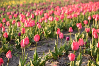 Field with fresh beautiful tulips, space for text. Blooming spring flowers