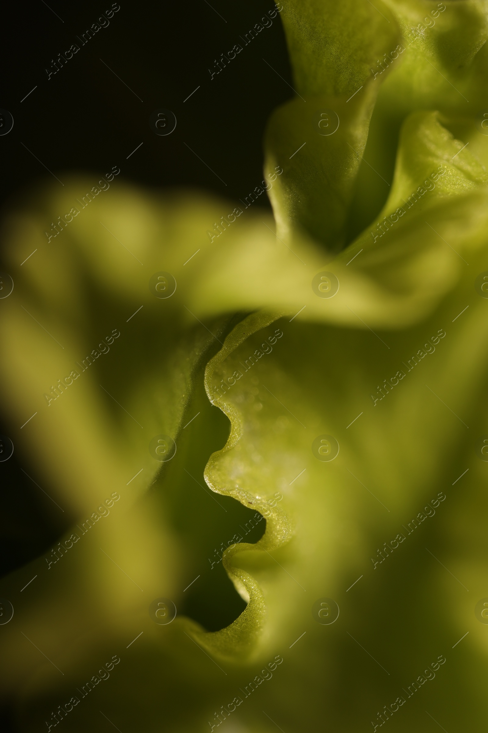 Photo of Beautiful light green Gladiolus flower on black background, macro view
