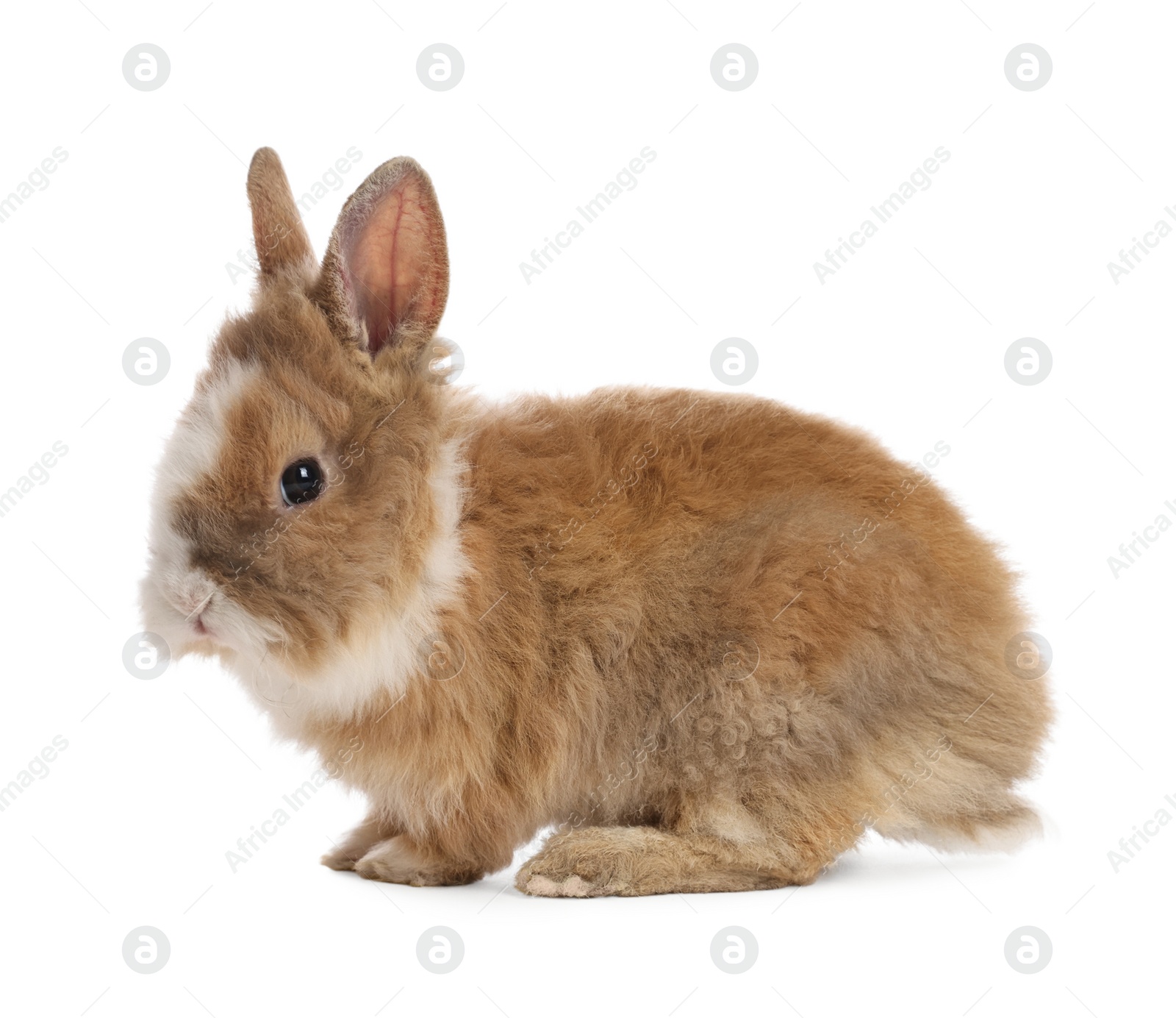 Photo of Cute fluffy pet rabbit isolated on white