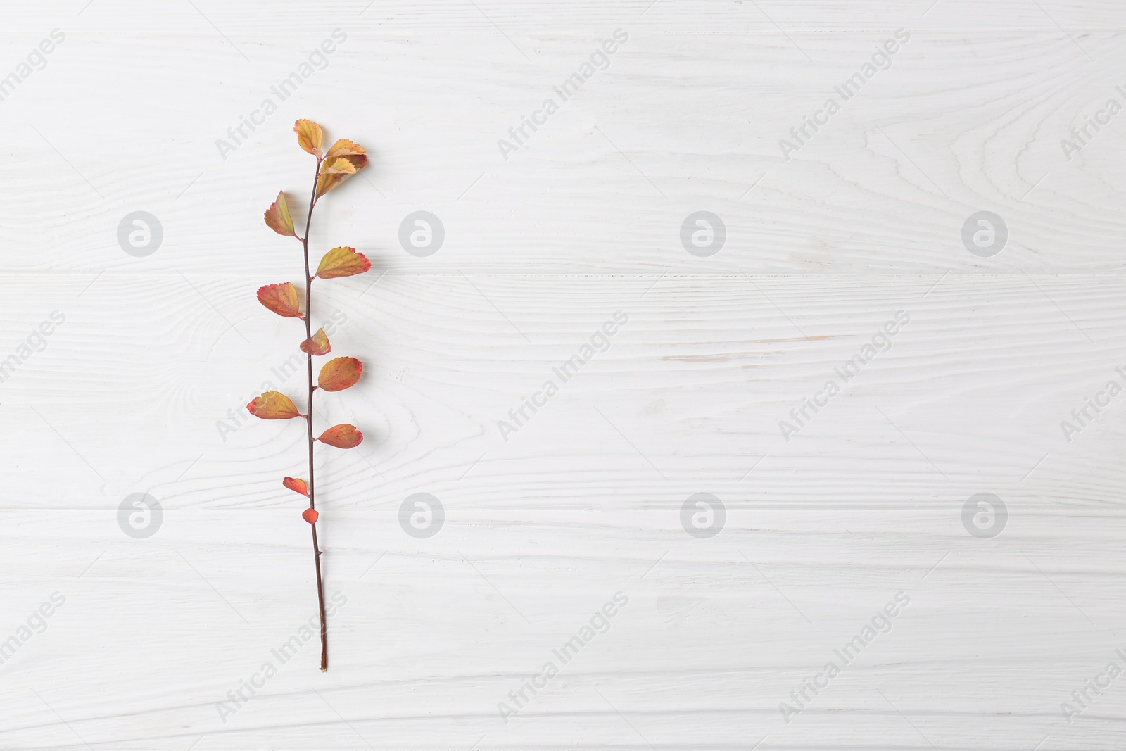 Photo of Branch with autumn leaves on white wooden table, top view. Space for text