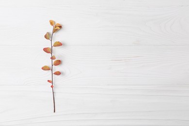 Photo of Branch with autumn leaves on white wooden table, top view. Space for text