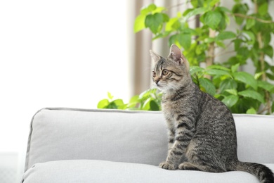 Grey tabby cat on sofa in living room, space for text. Adorable pet