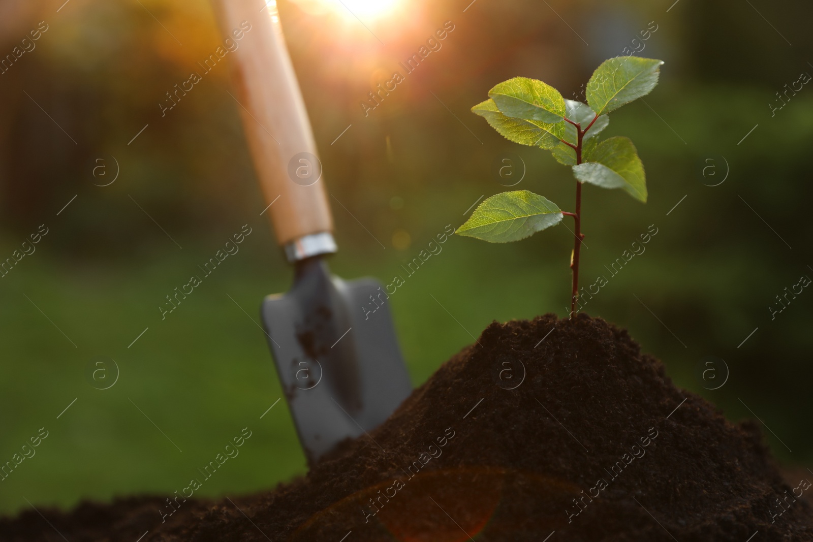 Photo of Beautiful seedling growing in fresh soil outdoors, closeup. Planting tree