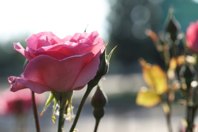 Photo of Beautiful blooming rose in garden on sunny day, closeup. Space for text