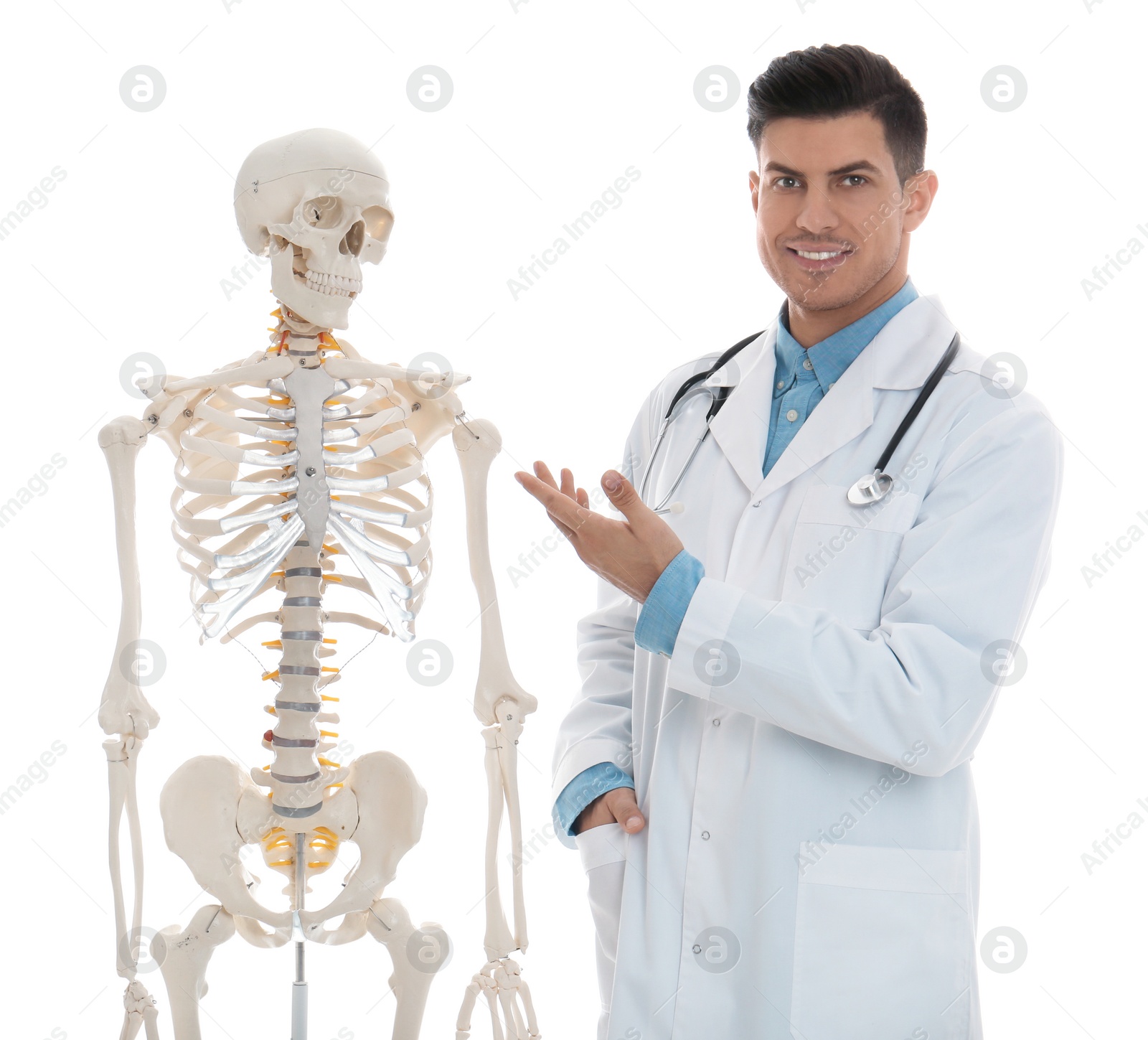 Photo of Male orthopedist with human skeleton model on white background