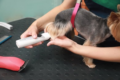 Photo of Professional groomer giving stylish haircut to cute dog in pet beauty salon, closeup