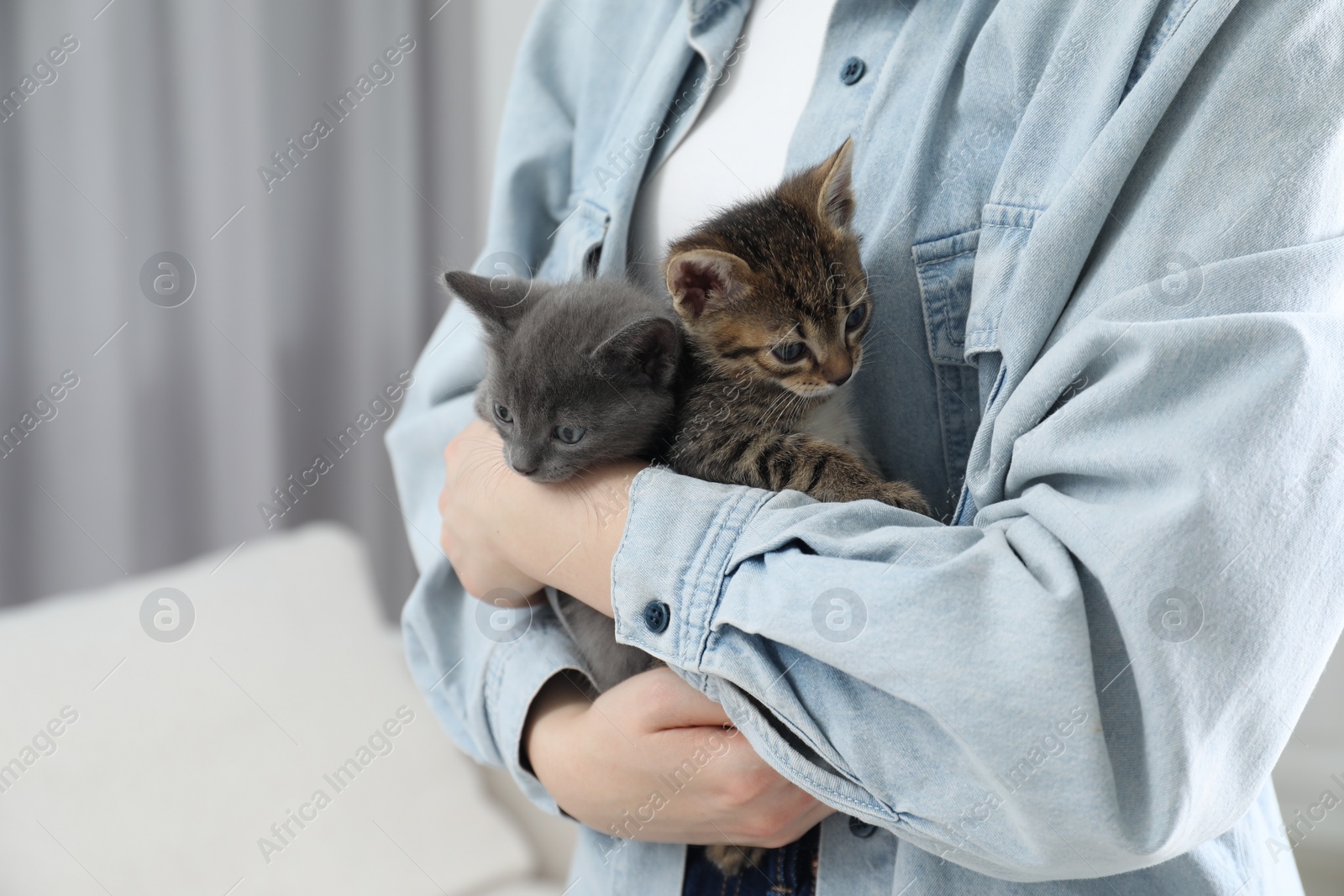 Photo of Woman with cute fluffy kittens indoors, closeup. Space for text