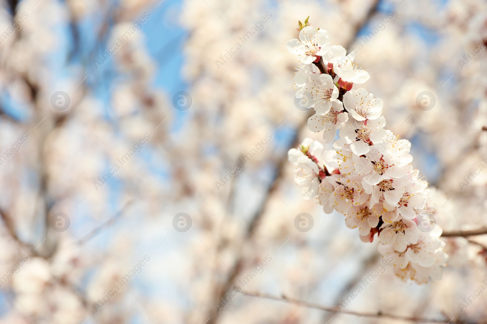 Photo of Beautiful apricot tree branches with tiny tender flowers outdoors, space for text. Awesome spring blossom