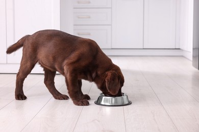 Photo of Cute chocolate Labrador Retriever puppy feeding from metal bowl on floor indoors. Lovely pet