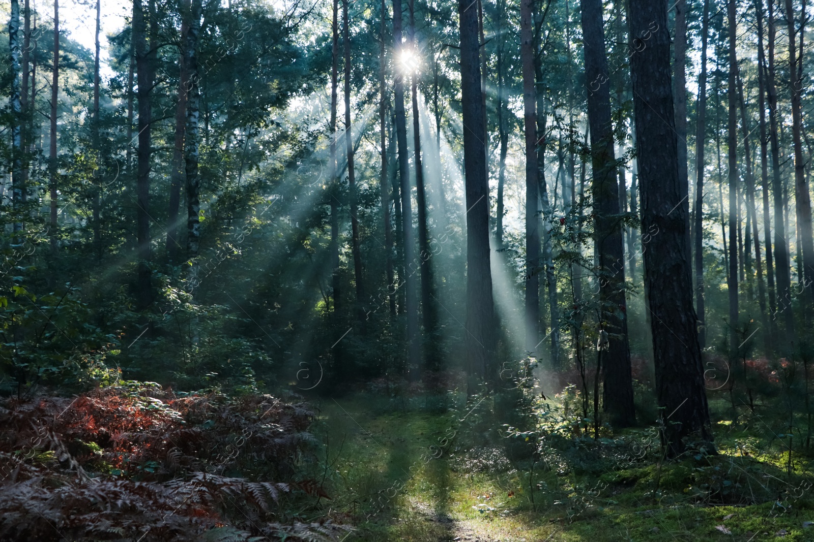 Photo of Majestic view of forest with sunbeams shining through trees in morning