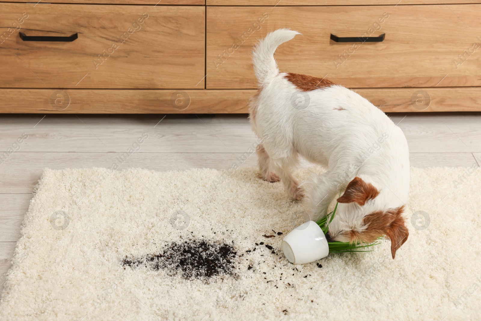 Photo of Cute dog near overturned houseplant on rug indoors