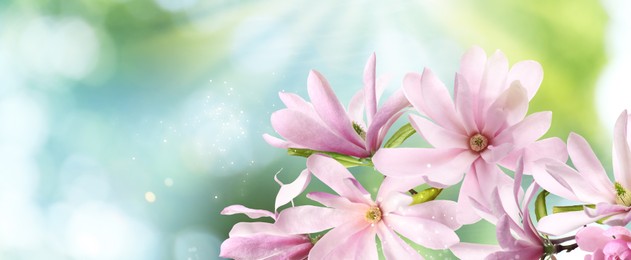 Image of Beautiful pink magnolia flowers outdoors, banner design. Amazing spring blossom