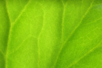 Macro photo of green leaf as background, top view