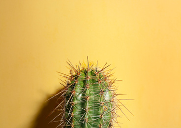 Beautiful cactus on beige background, closeup. Tropical plant