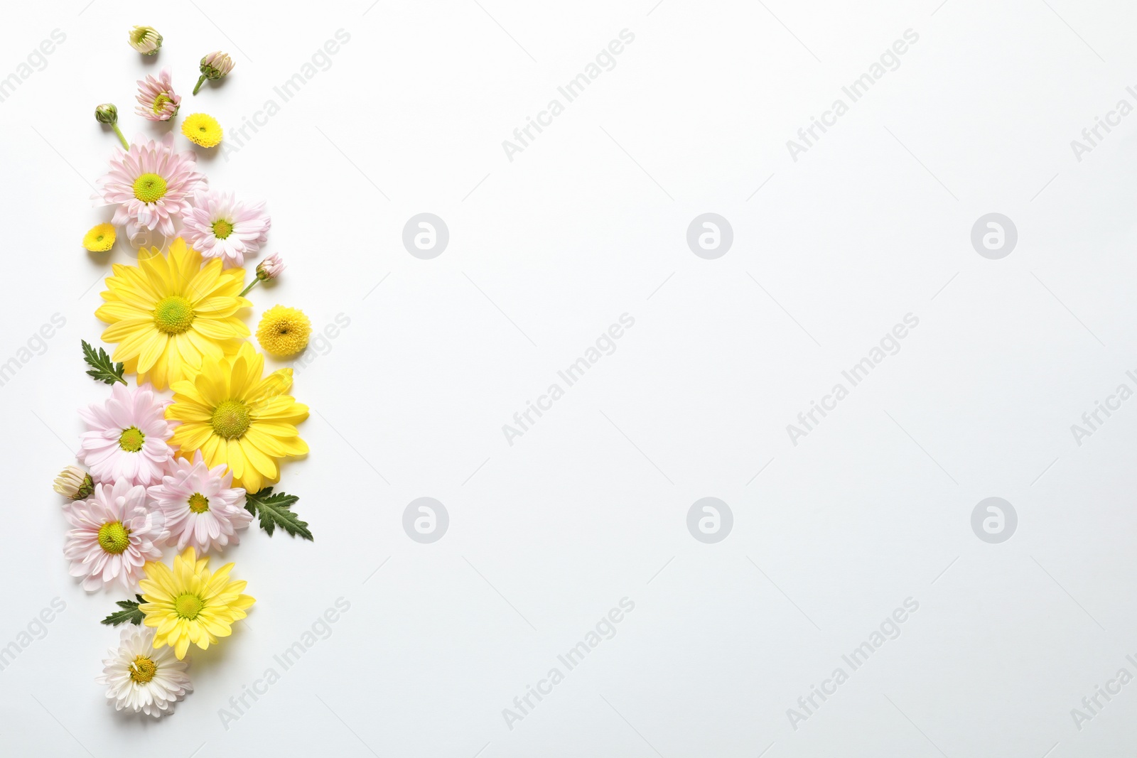 Photo of Beautiful chamomile flowers on white background, flat lay with space for text