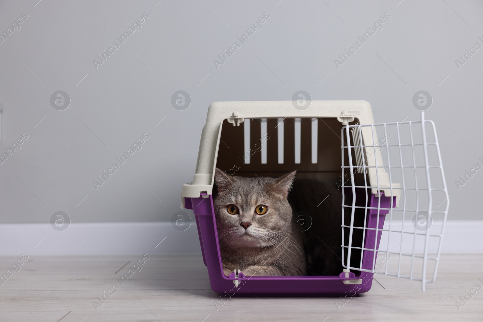 Photo of Travel with pet. Cute cat in carrier on floor near grey wall indoors, space for text