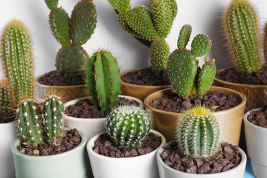 Many different beautiful cacti near white wall