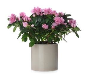 Beautiful Azalea flower in plant pot isolated on white. House decor