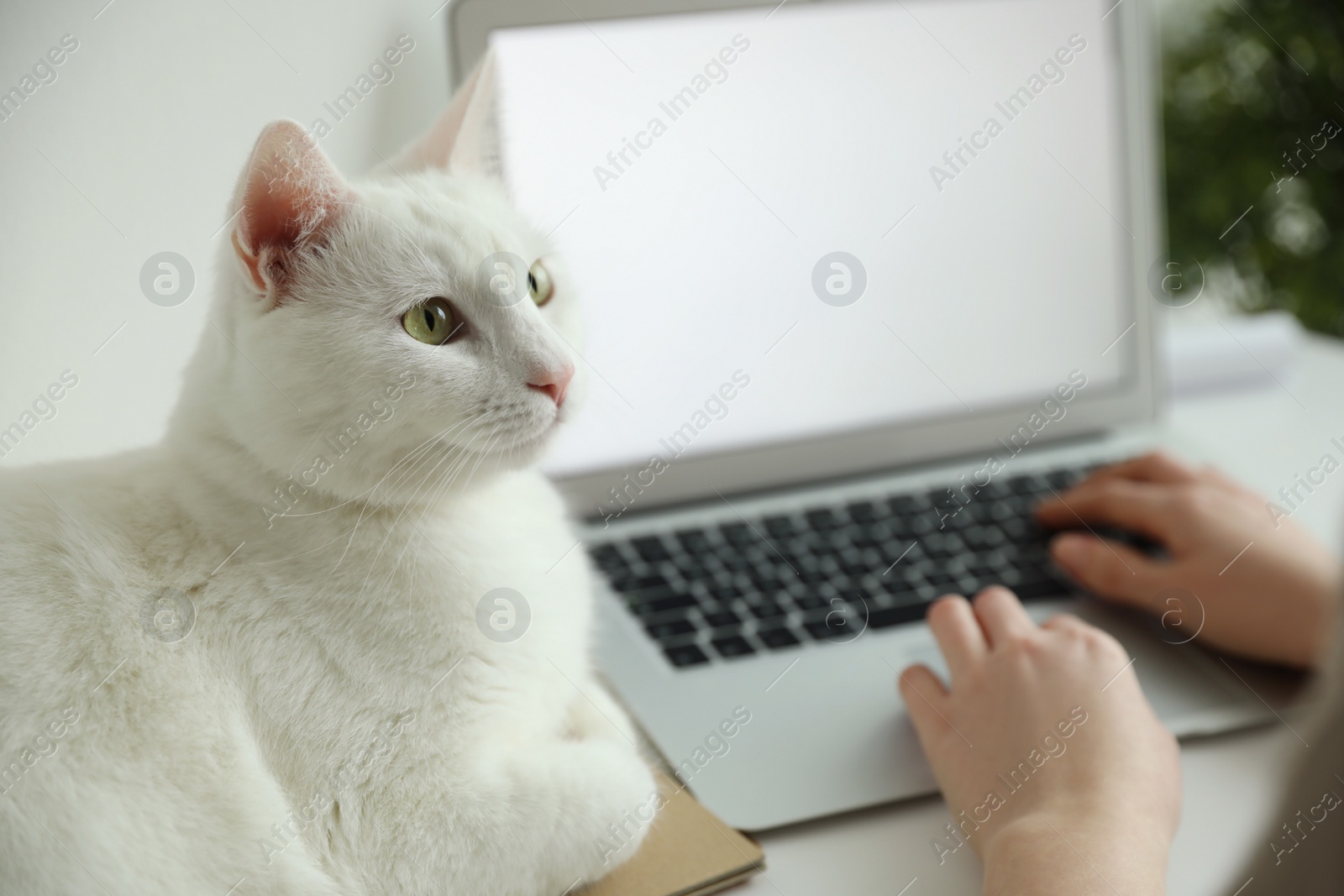 Photo of Woman working while her cat relaxing near laptop on table, closeup