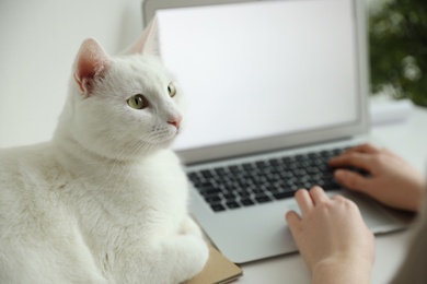 Photo of Woman working while her cat relaxing near laptop on table, closeup