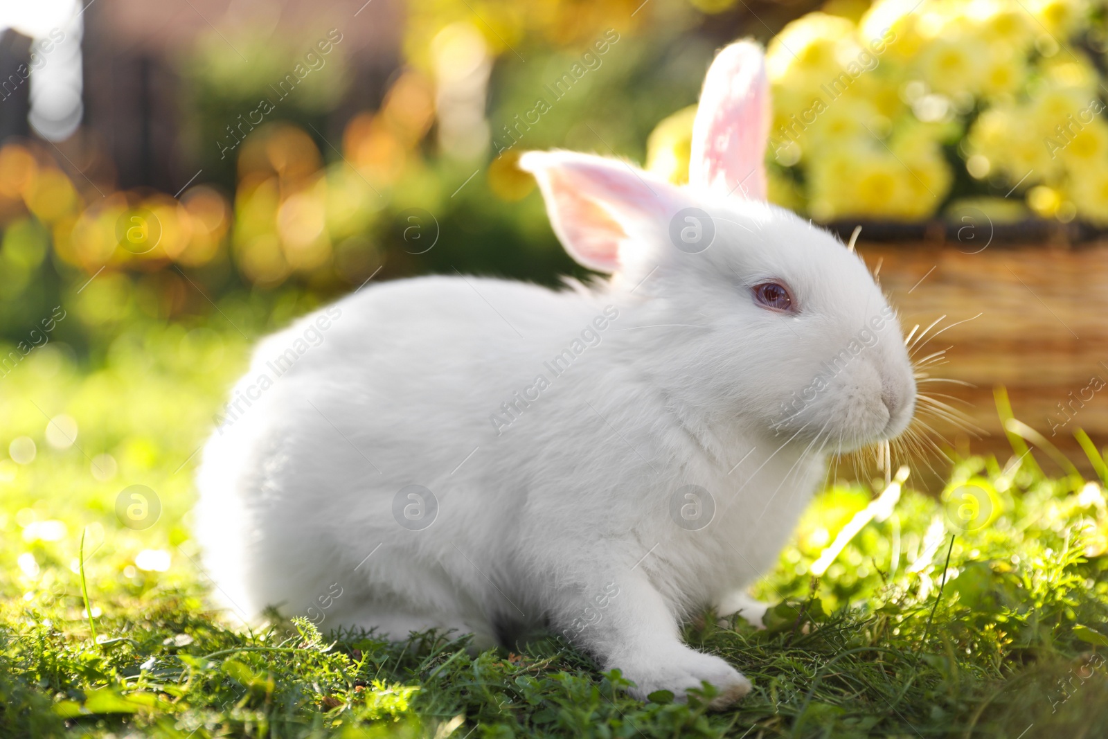 Photo of Cute white rabbit near wicker basket with flowers on grass outdoors