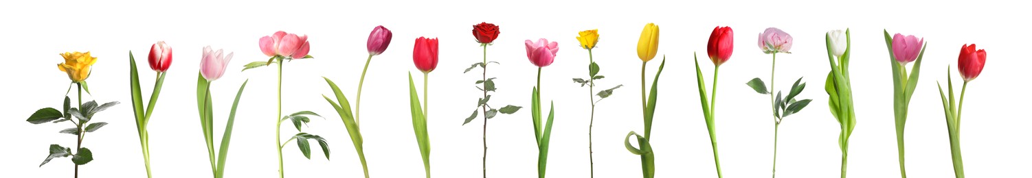 Image of Different beautiful flowers isolated on white, set