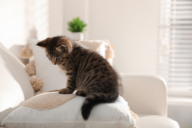 Photo of Cute tabby kitten on sofa indoors, space for text. Baby animal