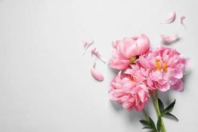 Bunch of beautiful pink peonies and petals on white background, flat lay. Space for text