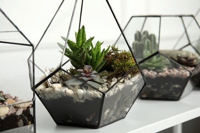 Glass florarium vases with succulents on white table indoors