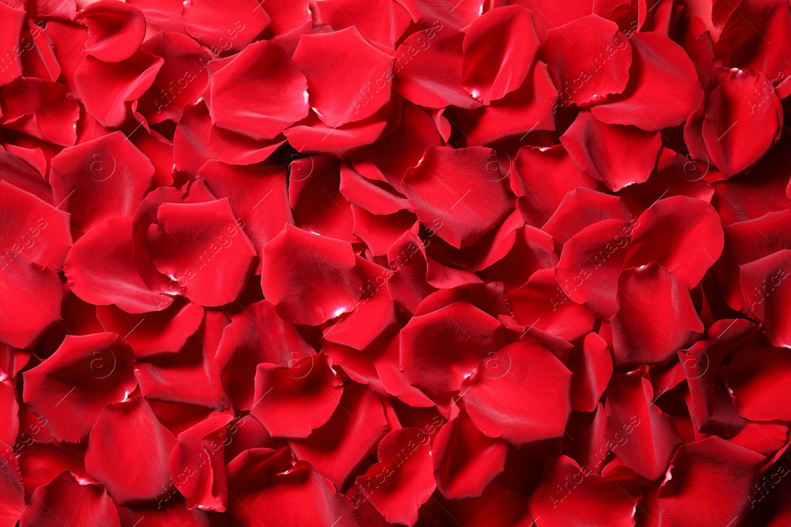 Photo of Beautiful red rose petals as background, top view