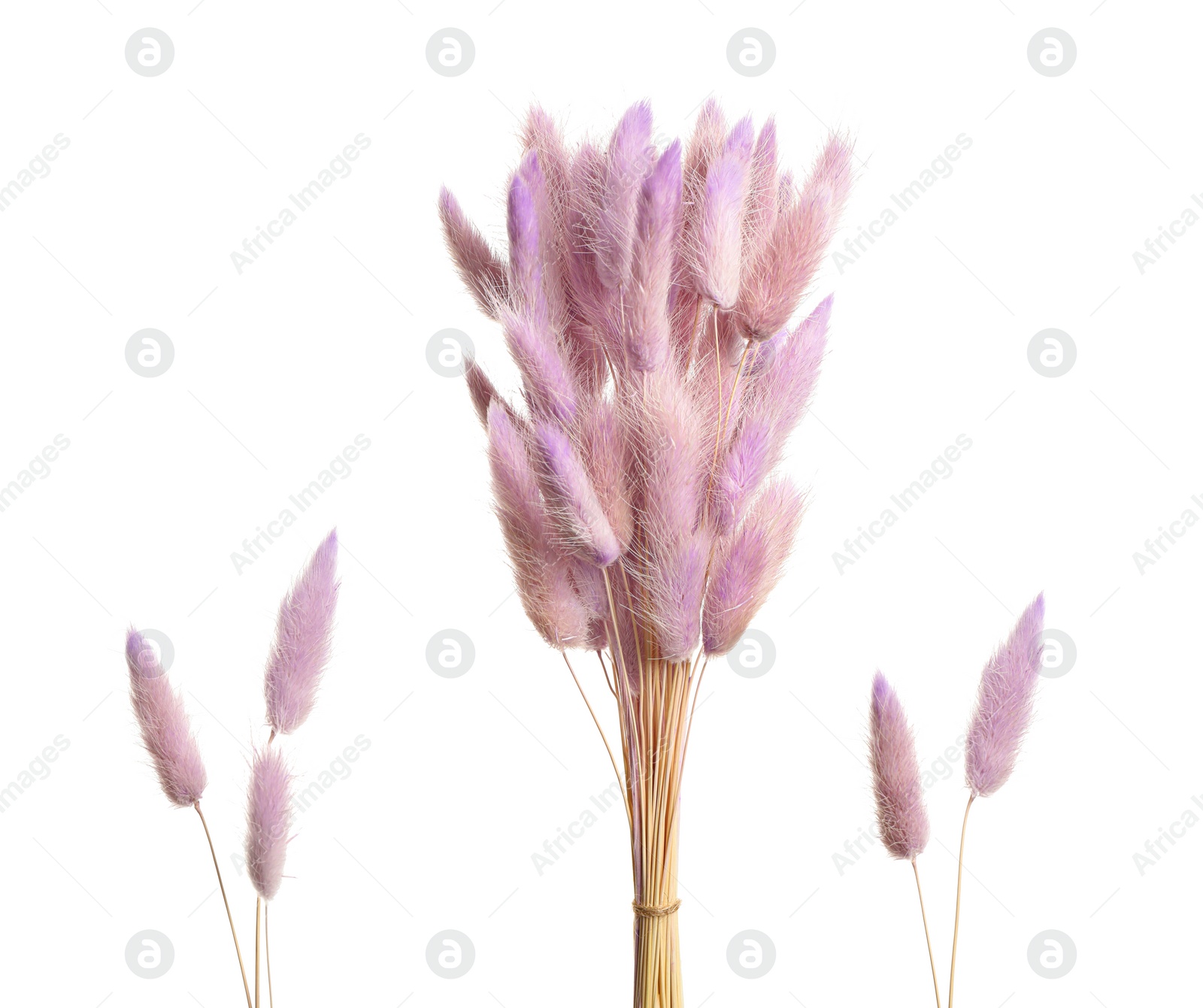 Image of Set with beautiful decorative dry flowers on white background