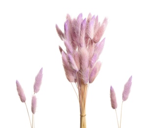 Set with beautiful decorative dry flowers on white background